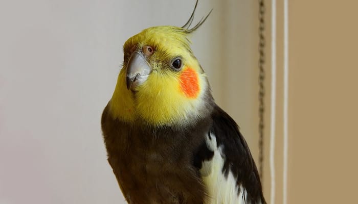 Are cockatiels color blind?