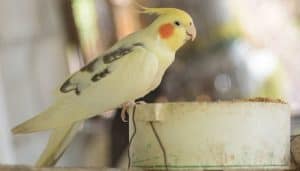 cockatiel eating from bowl