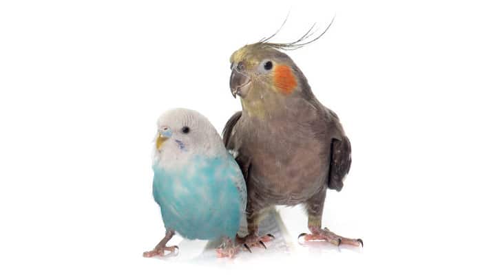 cockatiel and parakeet