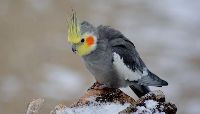Cockatiel in snow