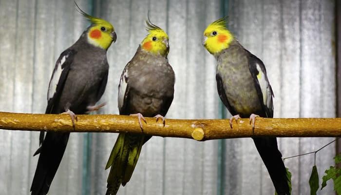three cockatiels